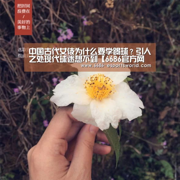 6686官网